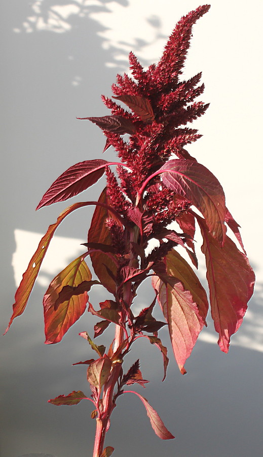 Image of Amaranthus hypochondriacus specimen.