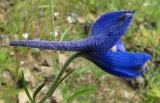 Delphinium grandiflorum