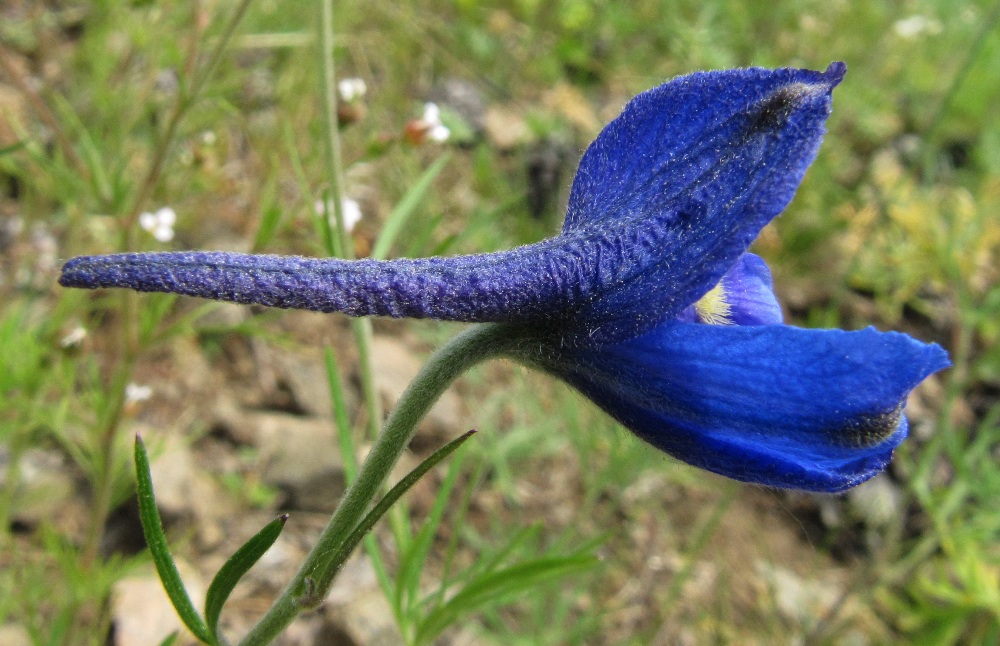 Image of Delphinium grandiflorum specimen.
