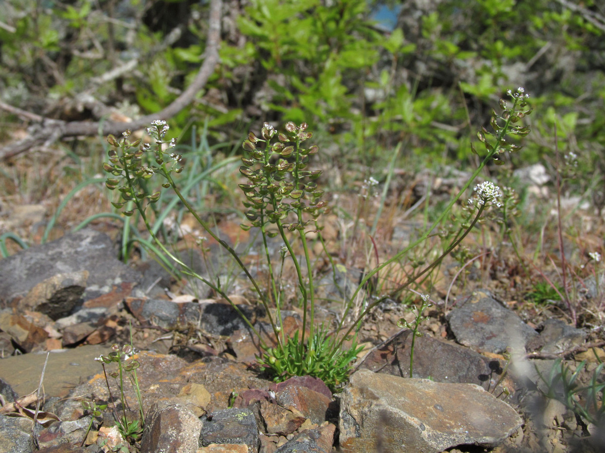 Image of Teesdalia coronopifolia specimen.