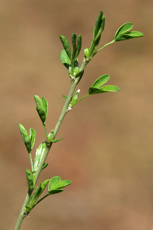 Image of Chamaecytisus ruthenicus var. ssyreiszczikowii specimen.