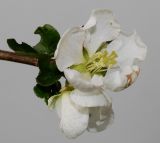 Chaenomeles speciosa. Цветки ('Nivalis'). Германия, г. Кемпен, у детской площадки. 16.11.2012.