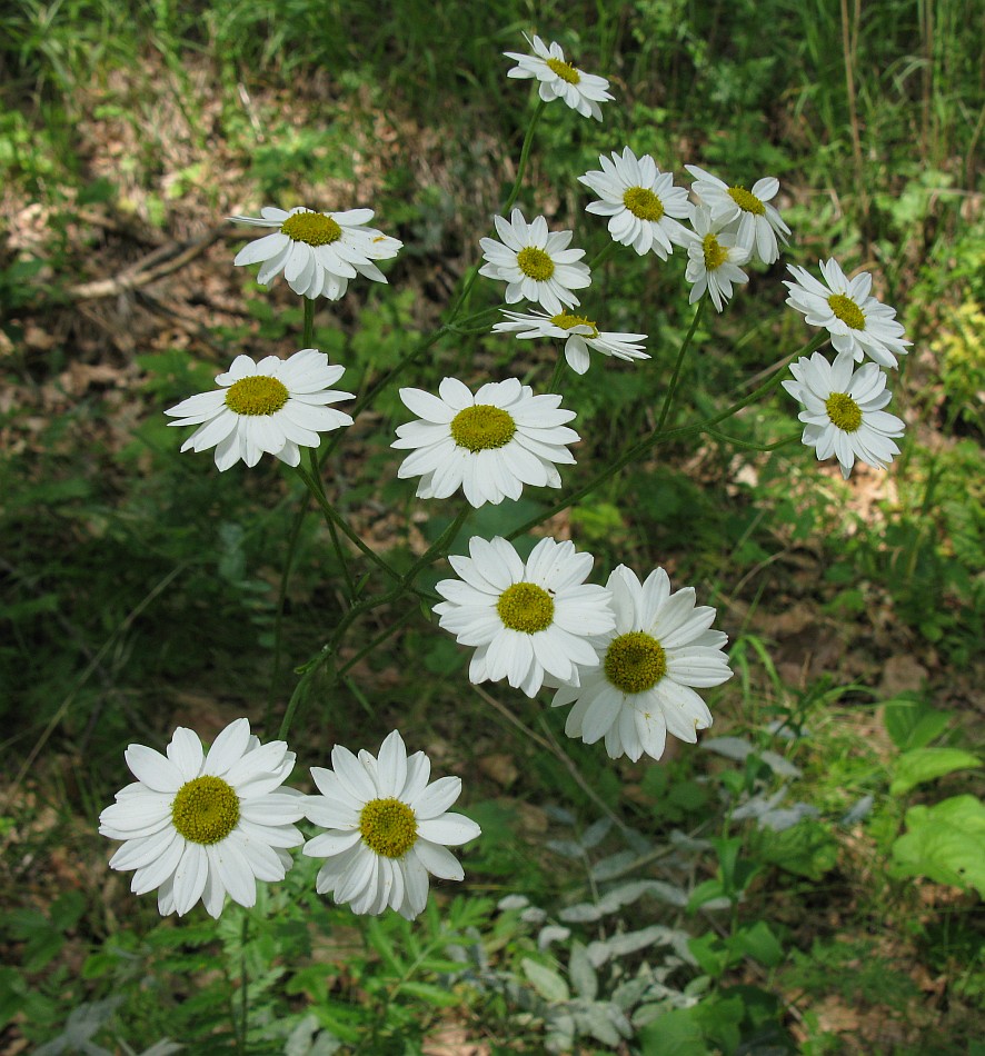 Изображение особи Pyrethrum corymbosum.