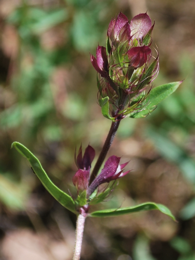 Изображение особи Dracocephalum integrifolium.