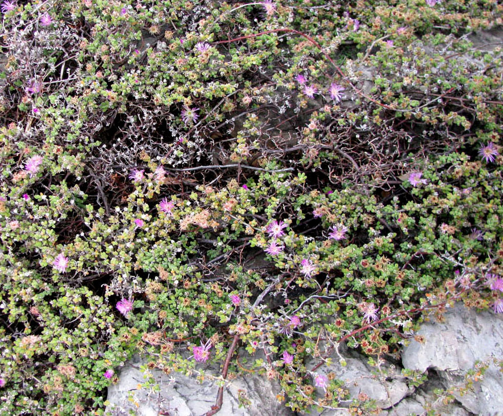 Image of Drosanthemum floribundum specimen.