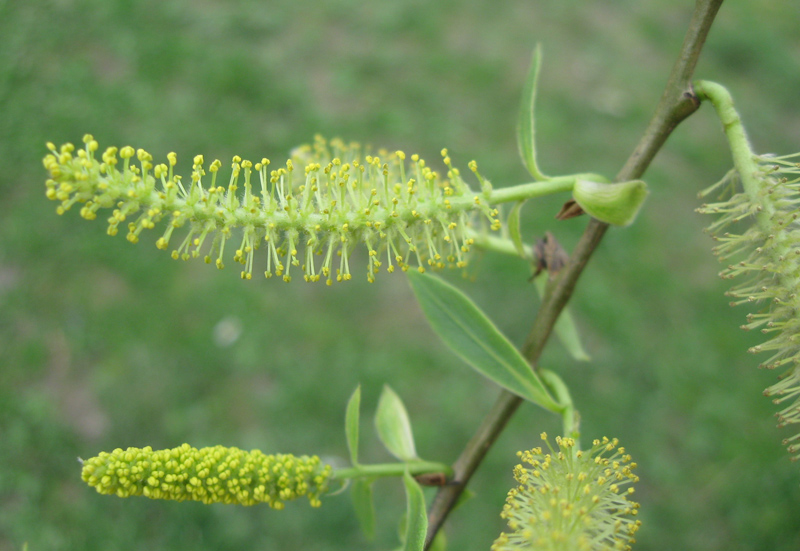 Изображение особи Salix euxina.