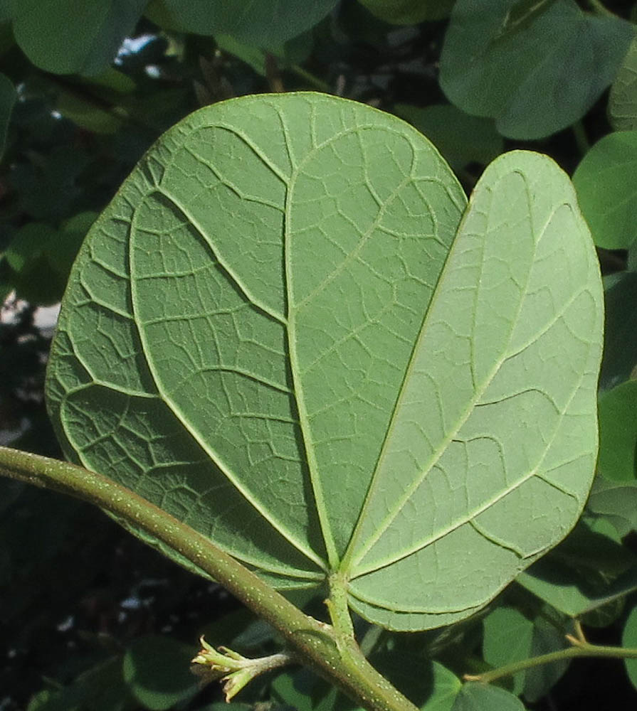 Image of Bauhinia galpinii specimen.