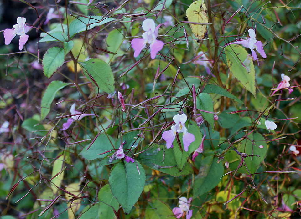 Image of Impatiens balfourii specimen.