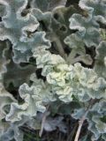 genus Verbascum. Верхушка вегетирующего растения. Израиль, Северный Негев, лес Лаав. 08.02.2013.