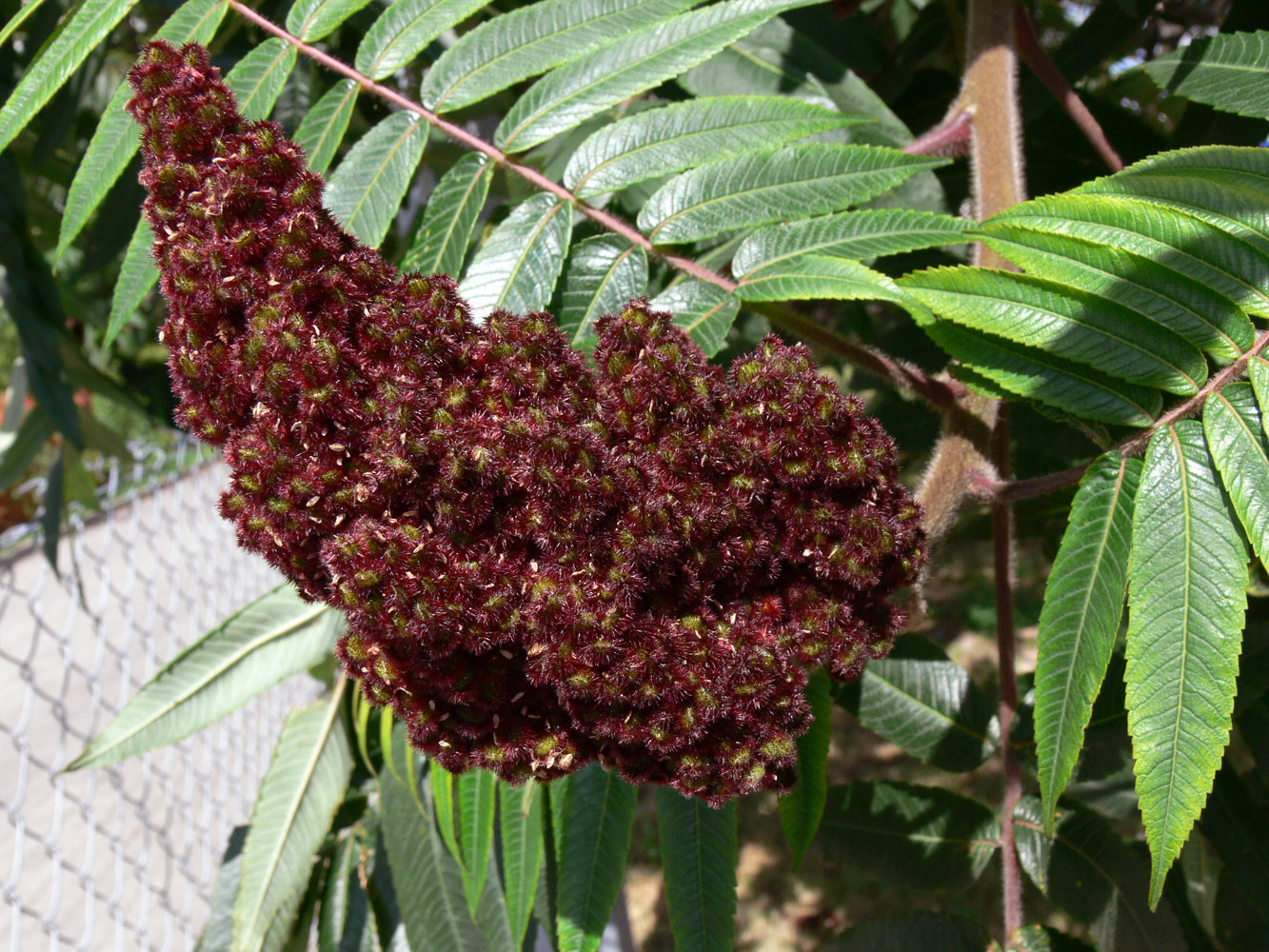 Image of Rhus typhina specimen.