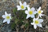 Pulsatilla sukaczewii