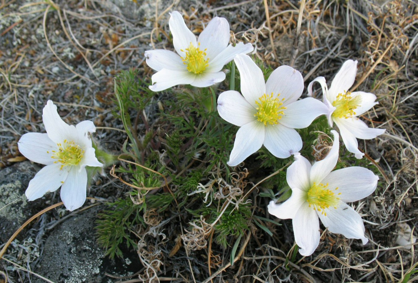 Image of Pulsatilla sukaczewii specimen.