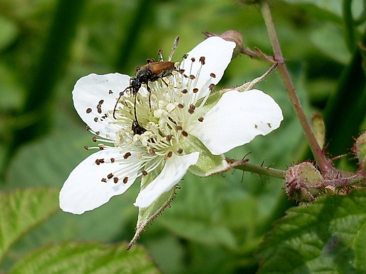 Изображение особи Rubus caesius.