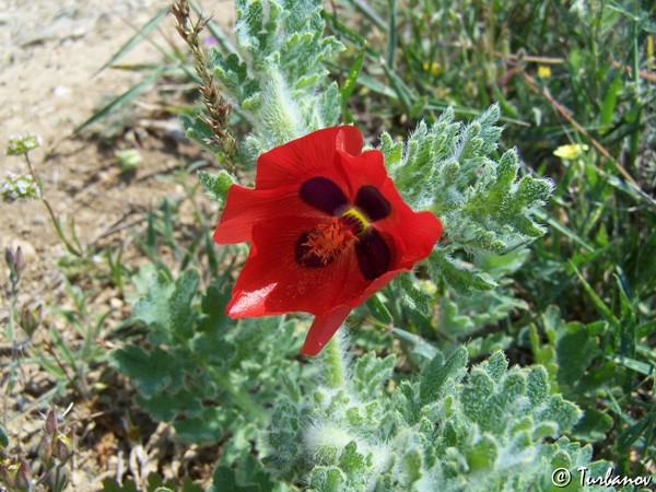 Image of Glaucium corniculatum specimen.