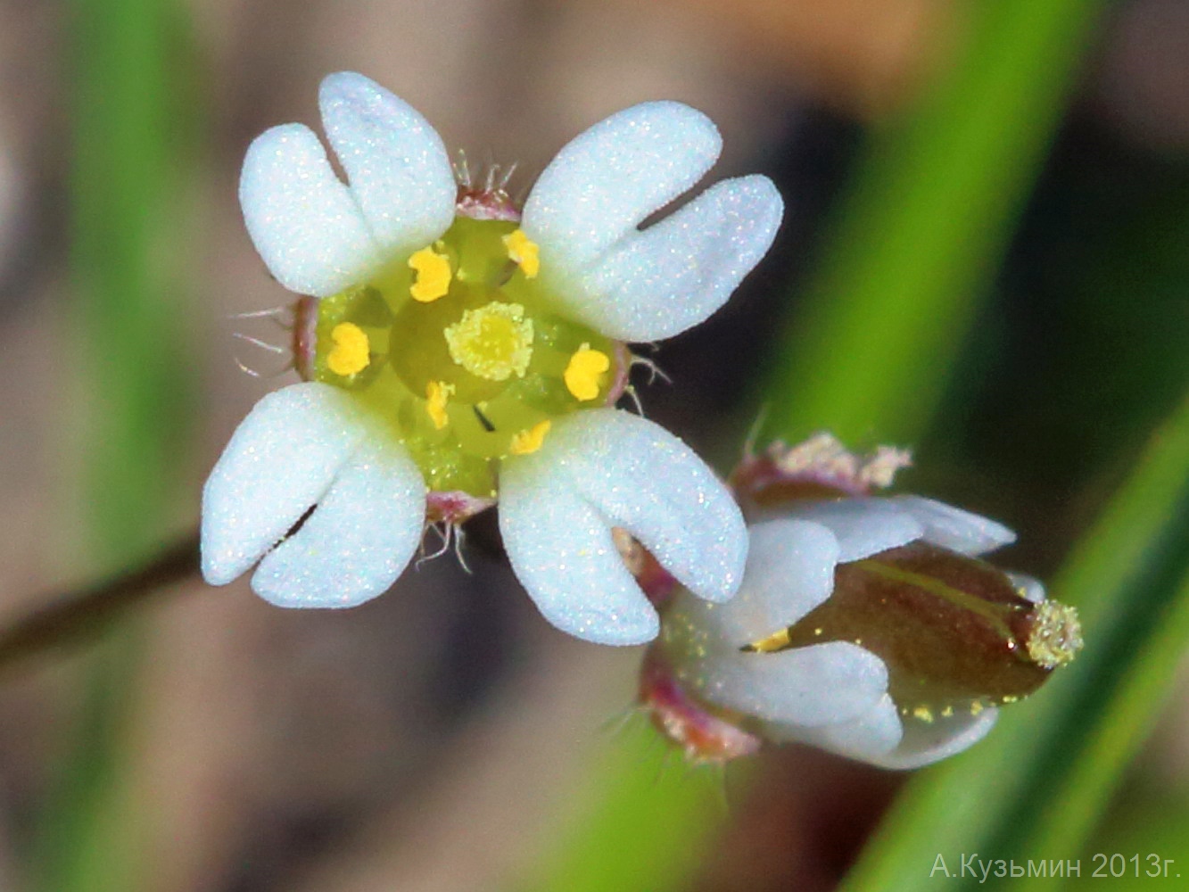 Изображение особи Erophila verna.