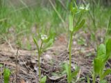 Valerianella