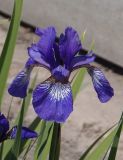 Iris sanguinea