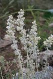 Artemisia caucasica