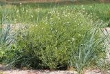 Crambe maritima. Цветущее и плодоносящее растение. Ростовская обл., Неклиновский р-н, Новобессергеневское с/п, побережье Таганрогского зал. 29.05.2013.