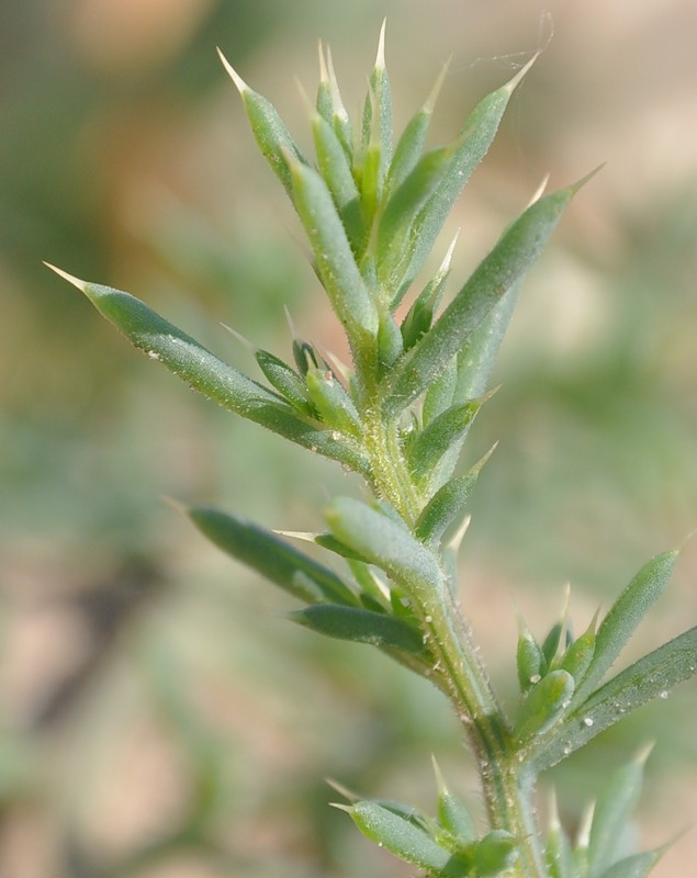 Image of Salsola pontica specimen.