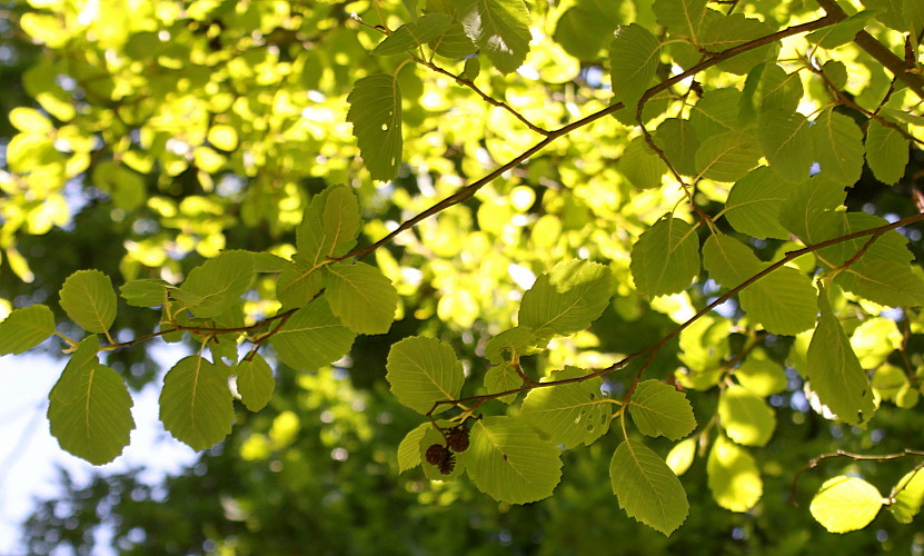 Изображение особи Alnus incana.