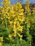 Corydalis speciosa. Соцветие. Хабаровский край, Ванинский р-н, окр. пос. Высокогорный. 02.06.2013.