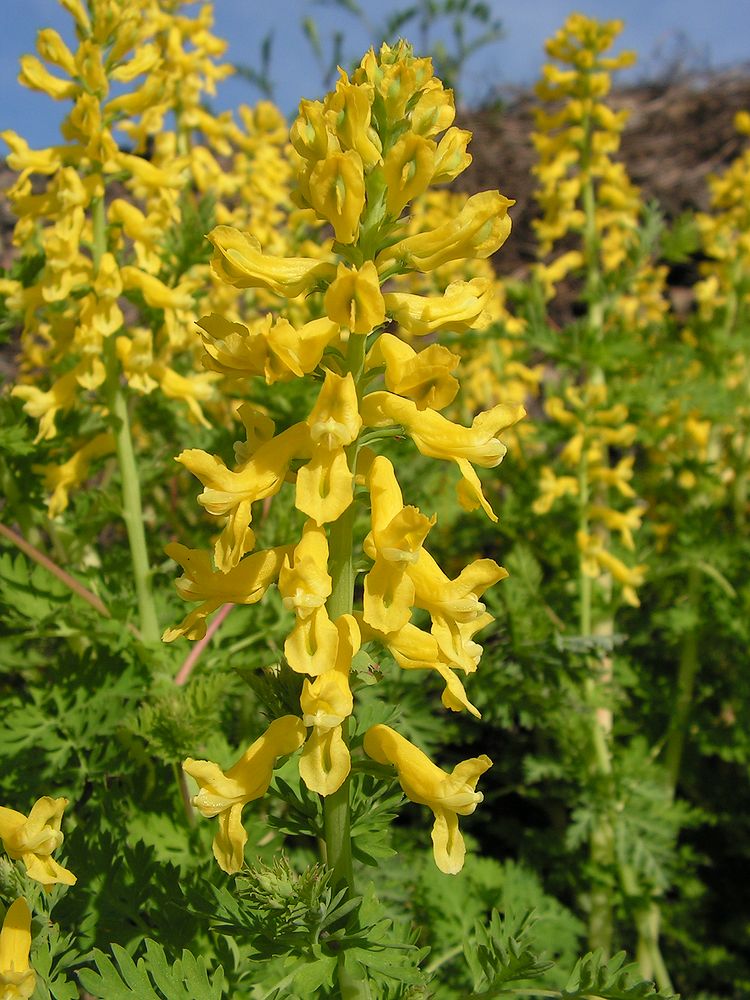 Image of Corydalis speciosa specimen.