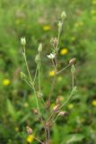 Arenaria serpyllifolia