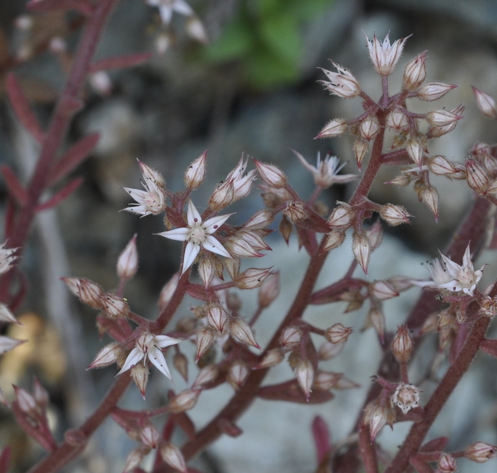 Изображение особи Sedum cepaea.