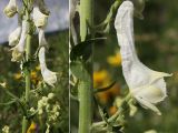 Aconitum orientale