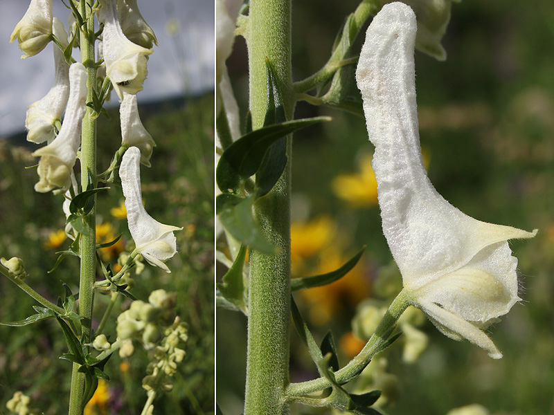 Image of Aconitum orientale specimen.