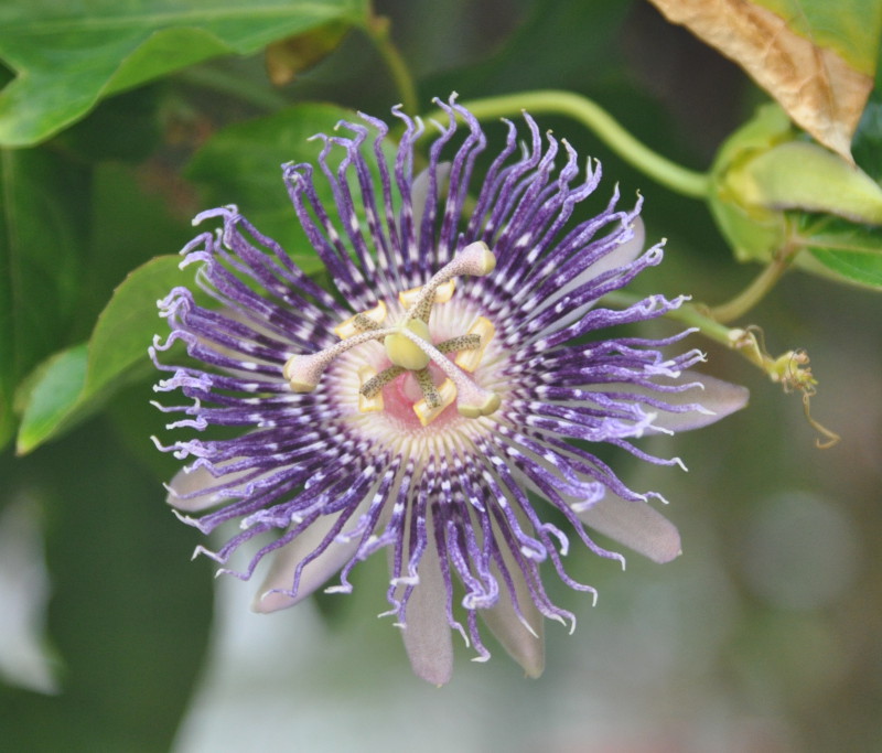 Изображение особи род Passiflora.