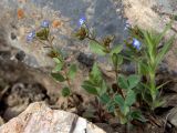 Veronica campylopoda