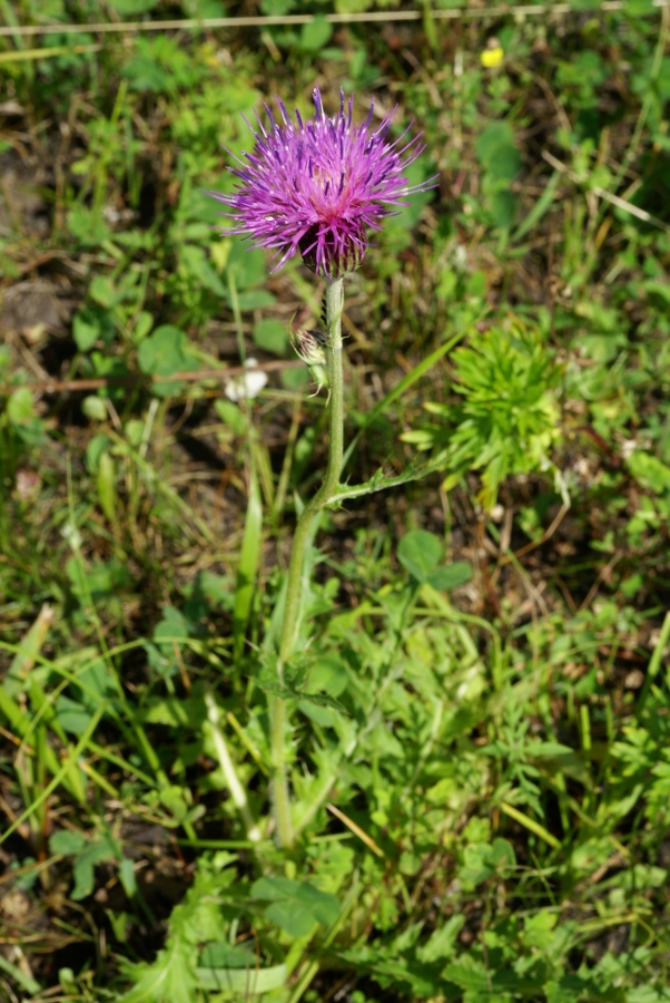 Image of Cirsium maackii specimen.
