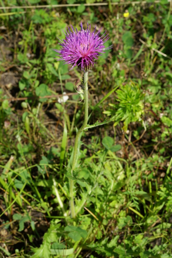 Изображение особи Cirsium maackii.