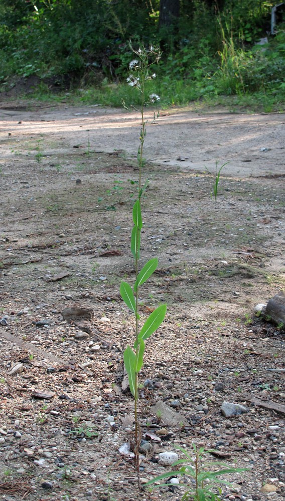 Image of Lactuca serriola specimen.