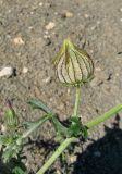 Hibiscus trionum. Бутон и лист. Крым, окр. Феодосии, Курортное, пустырь. 9 сентября 2013 г.