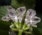 Lamium album