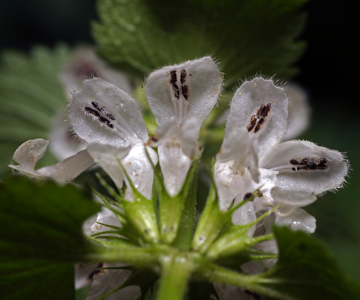 Image of Lamium album specimen.