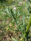 Senecio jacobaea. Стеблевой лист. Краснодарский край, Кущёвский р-н, станица Шкуринская, обочина полевой дороги. 24.06.2009.