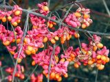 Euonymus europaeus