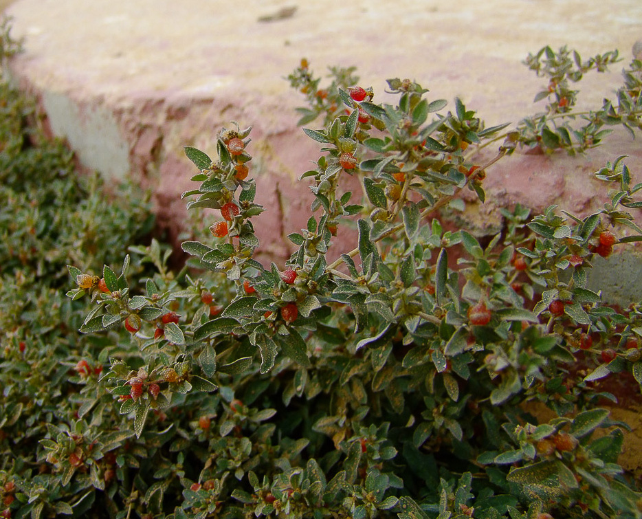 Image of Atriplex semibaccata specimen.