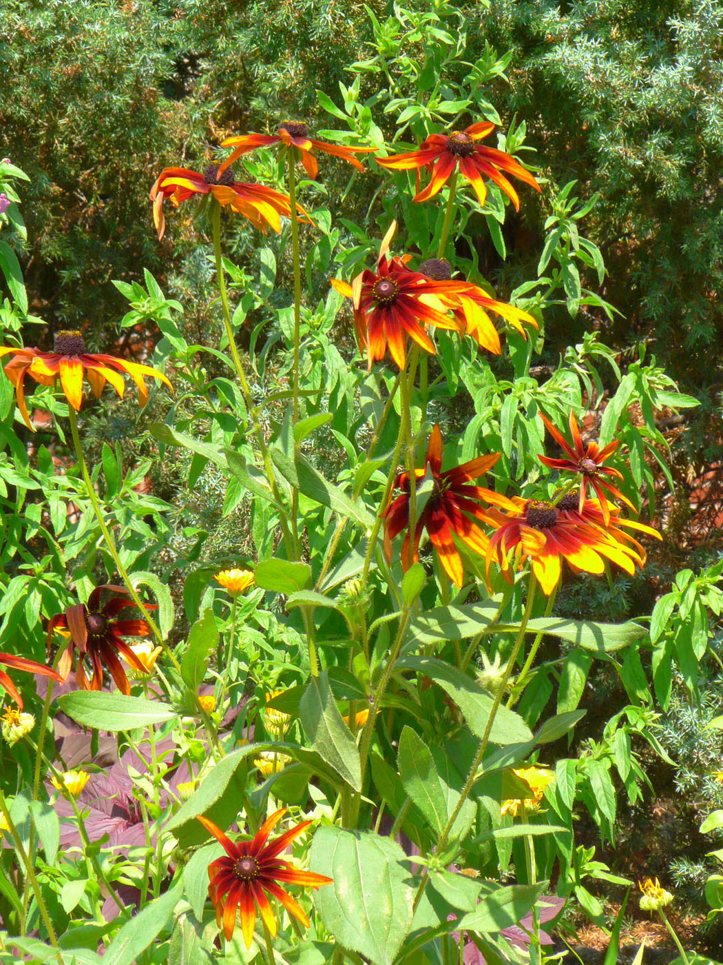 Image of Rudbeckia hirta specimen.