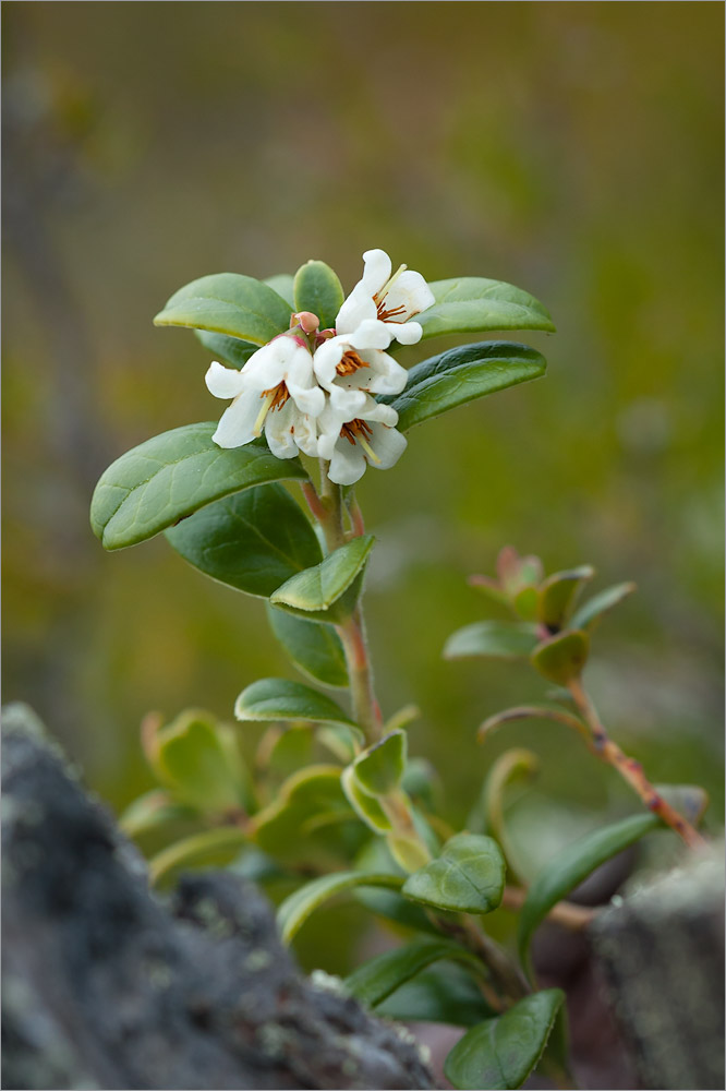 Изображение особи Vaccinium vitis-idaea.