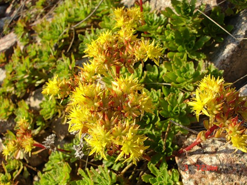 Image of Aizopsis hybrida specimen.