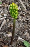 Arum italicum. Побег с незрелым соплодием. Германия, г. Дюссельдорф, Ботанический сад университета. 14.08.2013.