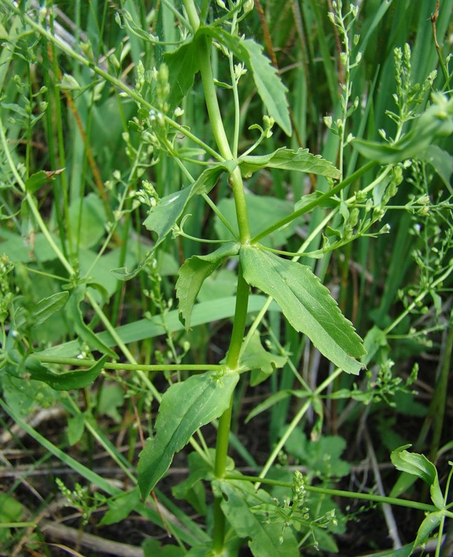 Image of Veronica anagallis-aquatica specimen.