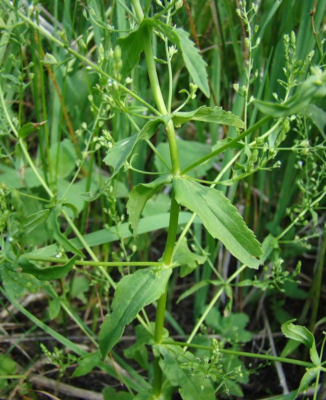 Изображение особи Veronica anagallis-aquatica.