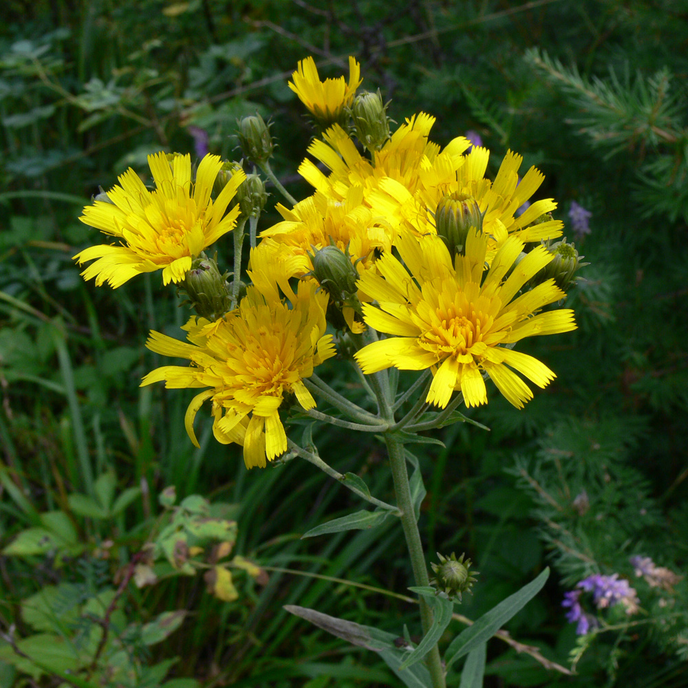 Image of Hieracium umbellatum specimen.