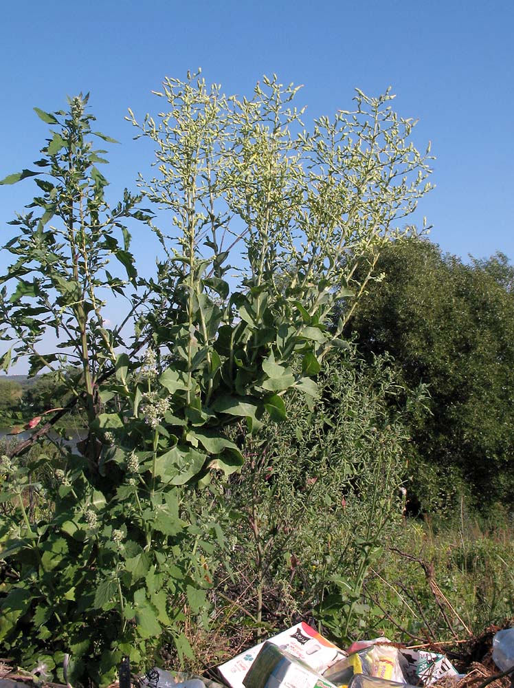 Изображение особи Lactuca sativa.